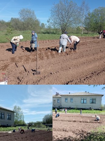 Субботник по посадке овощей